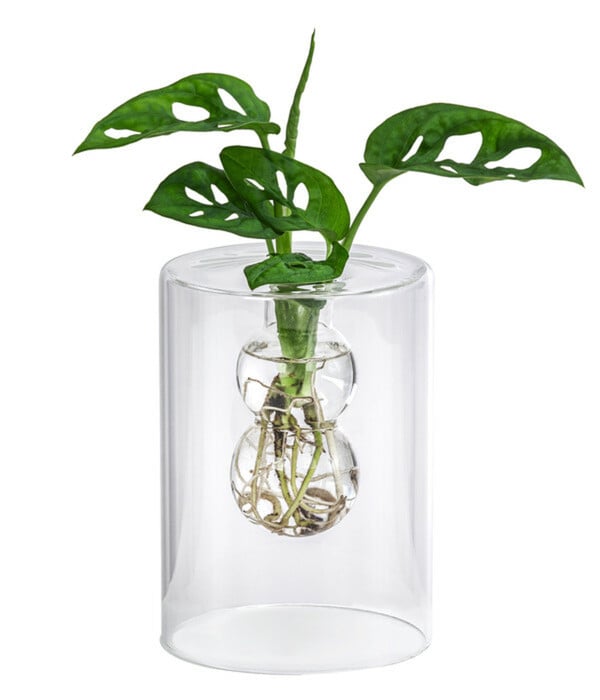 Bild 1 von Waterplant Fensterblatt im Glas - Monstera adansonii, ca. 30 cm