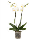 Bild 1 von Schmetterlingsorchidee - Phalaenopsis cultivars