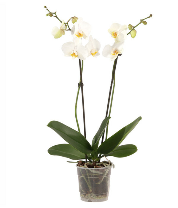 Bild 1 von Schmetterlingsorchidee - Phalaenopsis cultivars