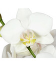 Bild 3 von Schmetterlingsorchidee - Phalaenopsis cultivars