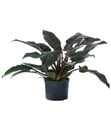 Bild 1 von Baumfreund - Philodendron 'Imperial Red', Hydrokultur