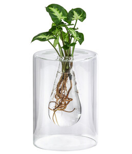 Waterplant Purpurtute im Glas - Syngonium podophyllum 'Arrow', ca. 30 cm