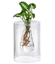 Bild 1 von Waterplant Purpurtute im Glas - Syngonium podophyllum 'Arrow', ca. 30 cm