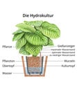 Bild 2 von Strahlenaralie - Schefflera arboricola compacta 'Nora', Hydrokultur