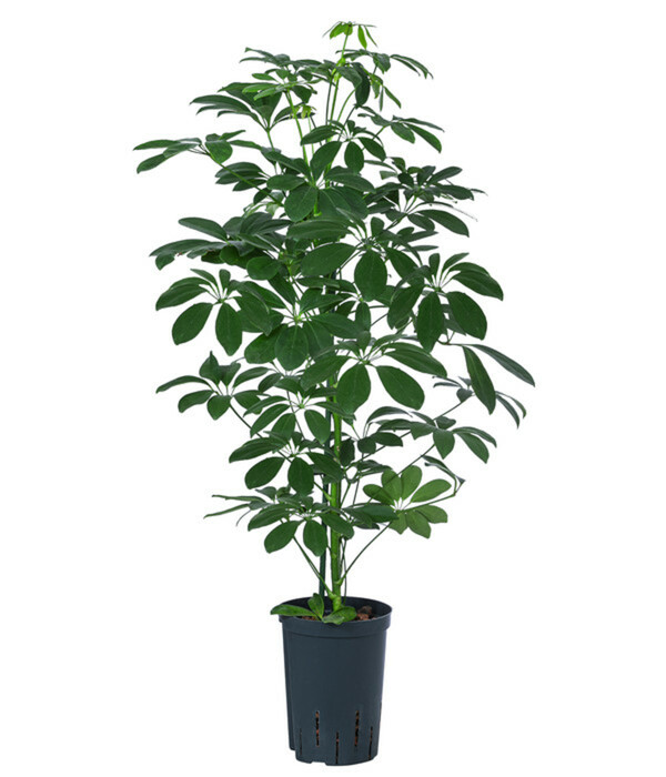 Bild 1 von Strahlenaralie - Schefflera arboricola compacta 'Nora', Hydrokultur