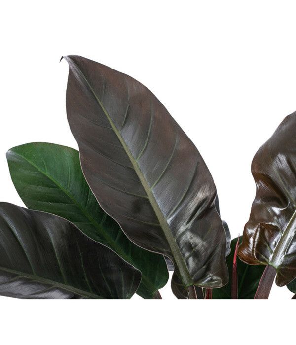 Bild 3 von Baumfreund - Philodendron 'Imperial Red', Hydrokultur