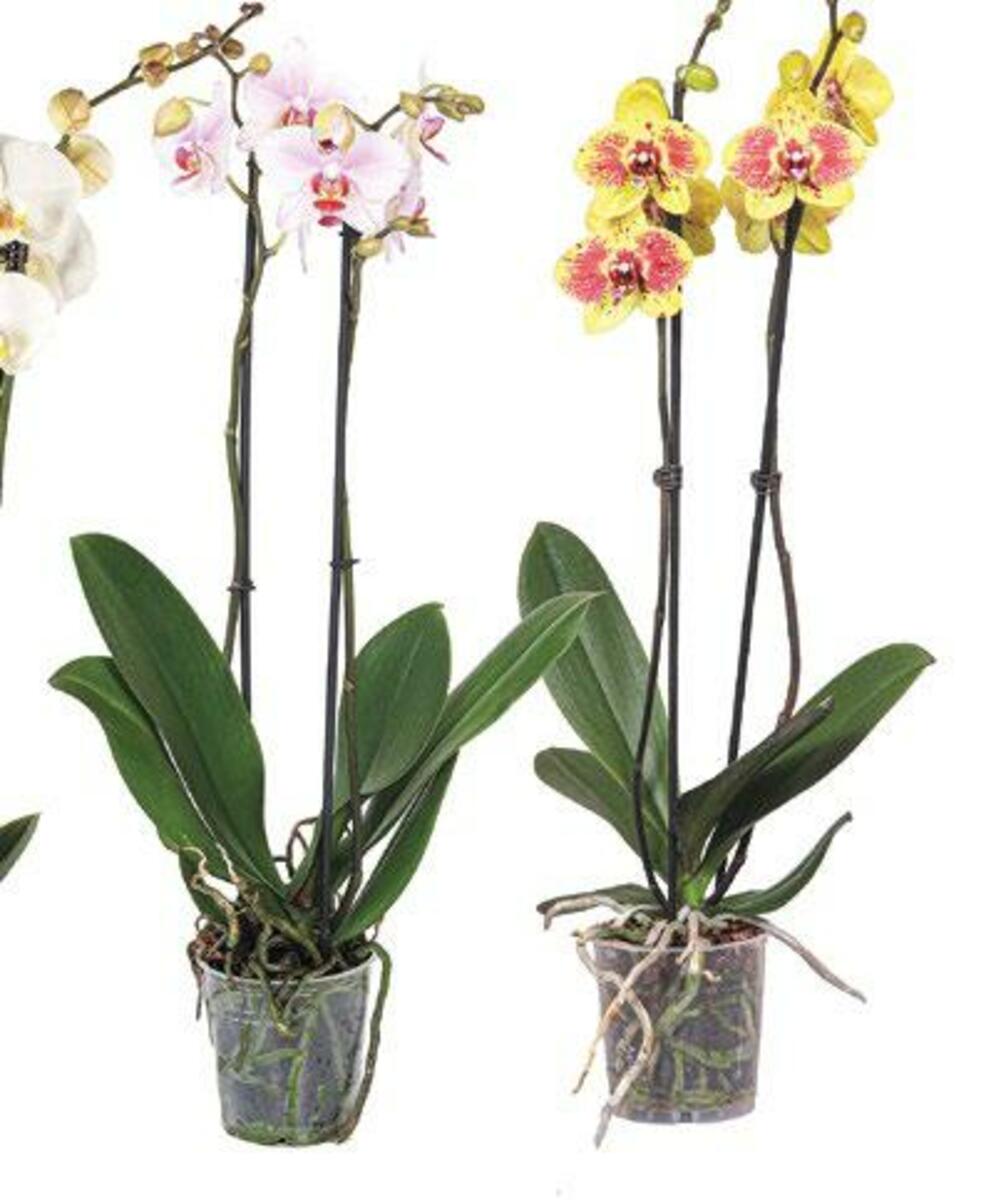 Bild 1 von Schmetterlings-Orchidee