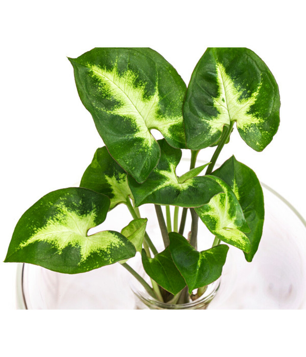 Bild 2 von Waterplant Purpurtute im Glas - Syngonium podophyllum 'Arrow', ca. 30 cm