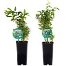 Bild 1 von Natur-Heidelbeere