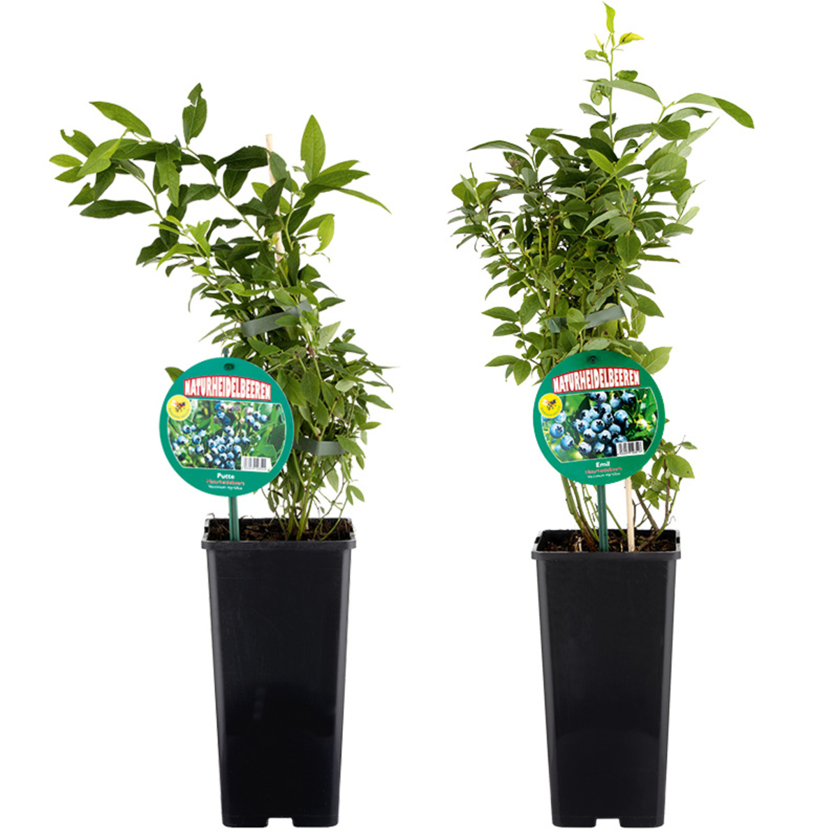 Bild 1 von Natur-Heidelbeere