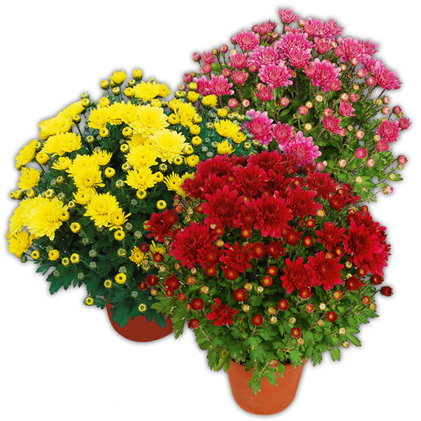 GartenChrysantheme von Norma ansehen!