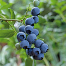 Bild 2 von Natur-Heidelbeere