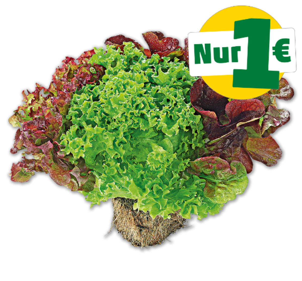 Bild 1 von MARKTLIEBE Deutsche bunte Salate mit Wurzel*