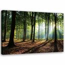 Bild 1 von Feeby Leinwand, grüner Wald HORIZONTAL, 60x40