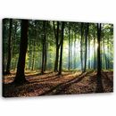 Bild 1 von Feeby Leinwand, grüner Wald HORIZONTAL, 90x60