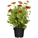 Bild 1 von toom Sonnenhut 'Summerina' orange  23 cm Topf