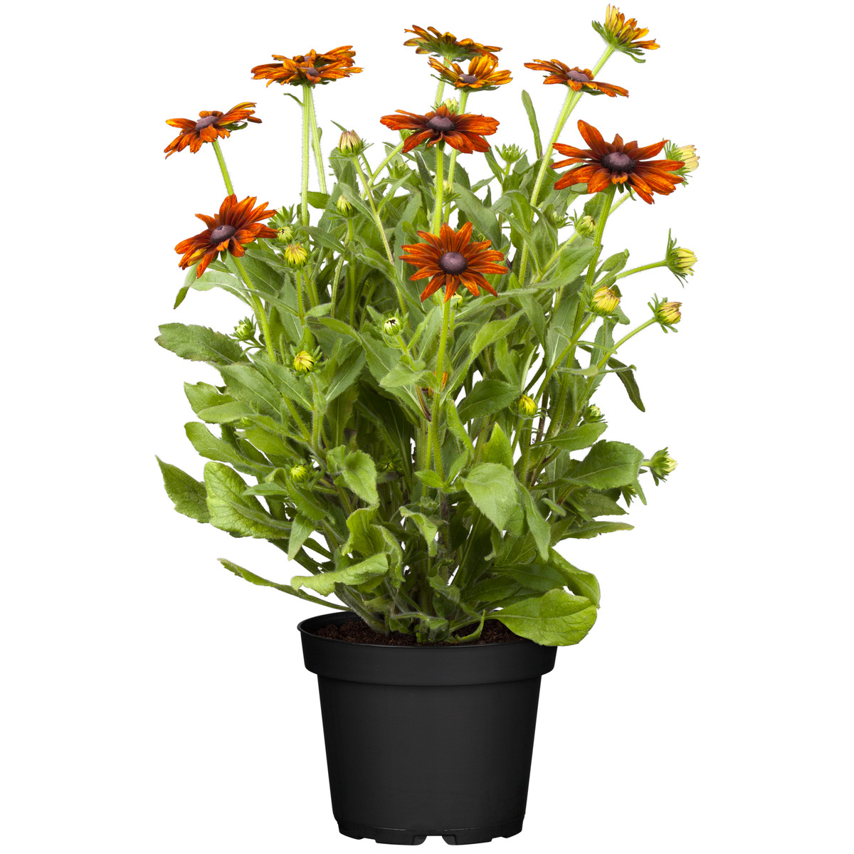 Bild 1 von toom Sonnenhut 'Summerina' orange  23 cm Topf