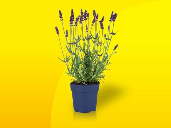 Lavendel angustifolia von Lidl ansehen!