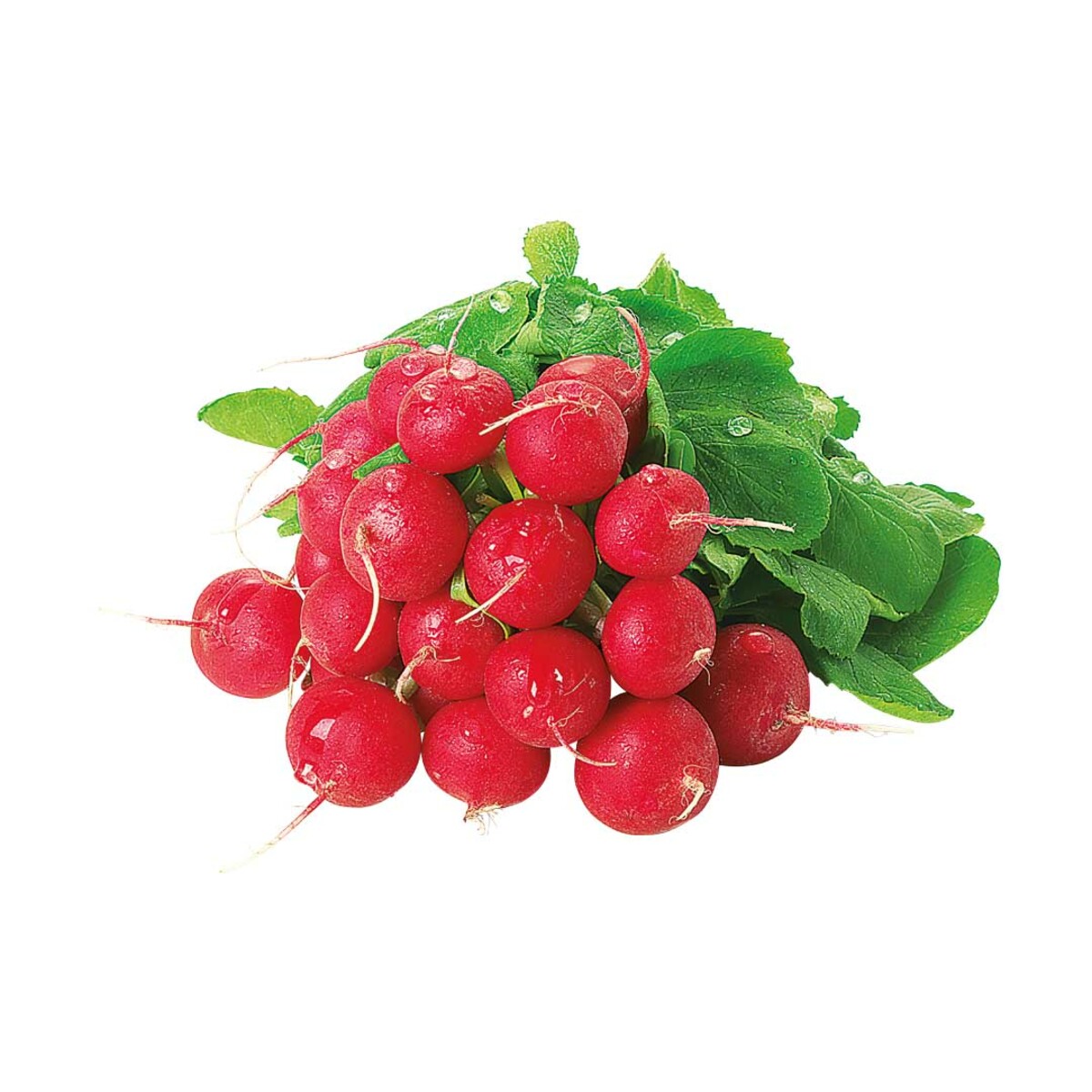 Bild 1 von RADIESCHEN  Deutschland, Kl. I, je Bund