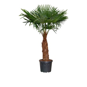 GARDENLINE XXL Palme oder mediterrane Stämmchen