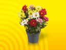 Bild 1 von Chrysanthemen Fun-Colour