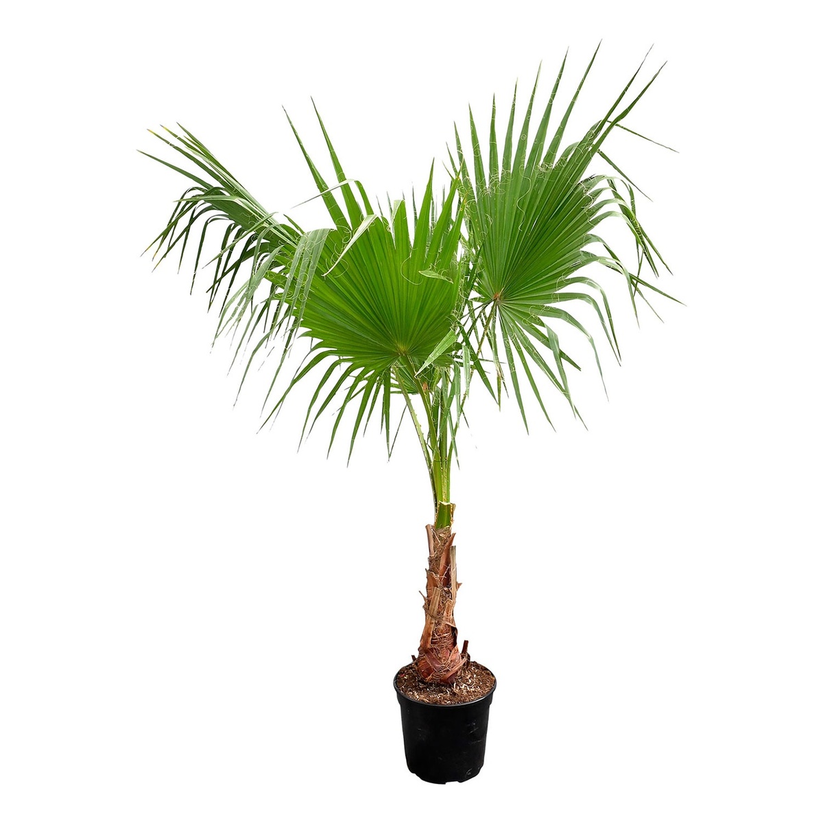 GARDENLINE XXL Palme oder mediterrane Stämmchen von ALDI SÜD ansehen!