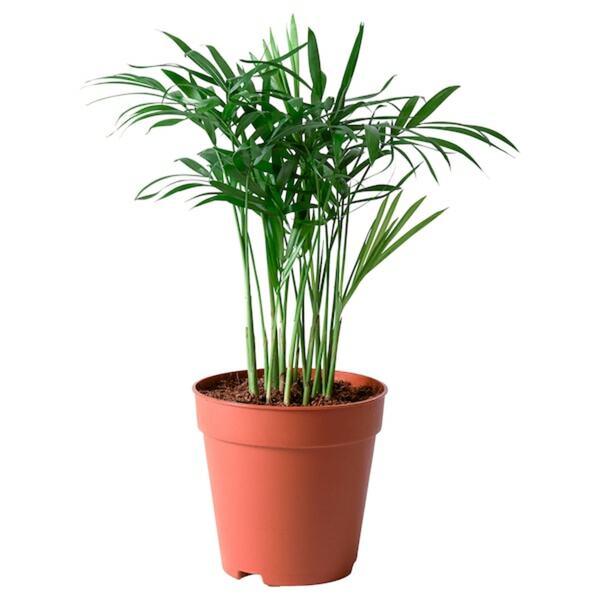 Bild 1 von CHAMAEDOREA ELEGANS
					
				 Pflanze