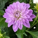 Bild 3 von DAHLIA  Pflanze, Dahlie versch. Farben