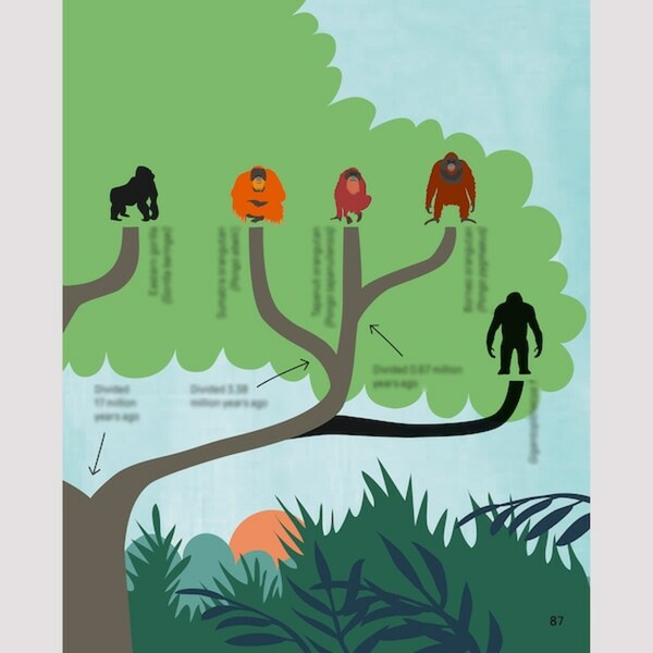 Bild 3 von URSKOG  Buch