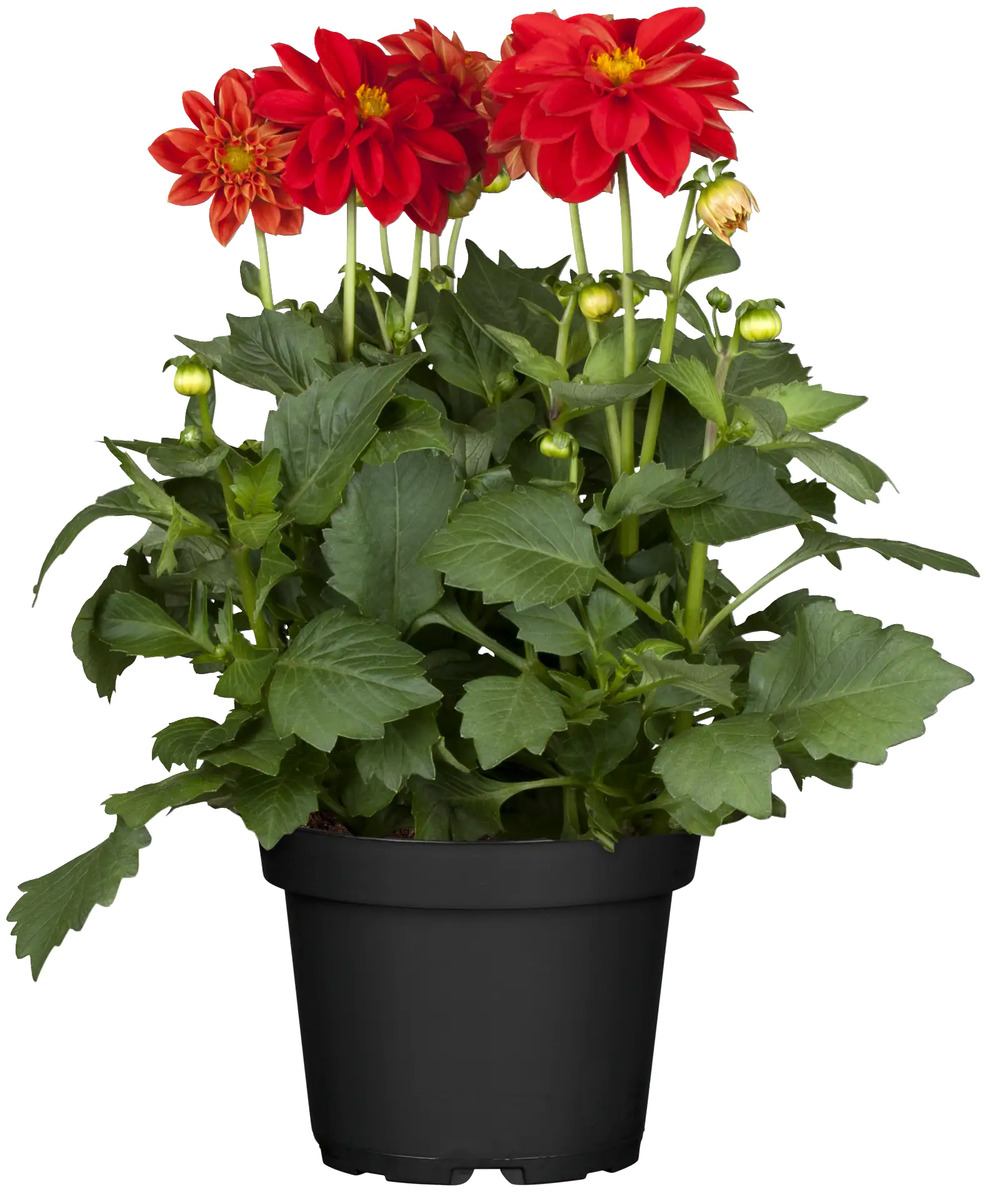 Bild 1 von Dahlia Bienenweide in Sorten H 40 cm 5 Liter Container