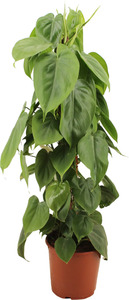 Grünpflanzenmix am Moosstaab H ca 70 cm 19 cm Topf