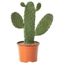 Bild 1 von OPUNTIA RUBESCENS  Pflanze, Feigenkaktus