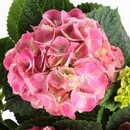 Bild 4 von HYDRANGEA MACROPHYLLA  Pflanze, Hortensie/versch. Farben