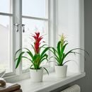 Bild 2 von GUZMANIA  Pflanze, Guzmania/versch. Farben