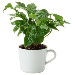 COFFEA ARABICA  Pflanze im Becher, Kaffeepflanze