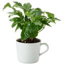 Bild 1 von COFFEA ARABICA  Pflanze im Becher, Kaffeepflanze