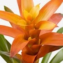 Bild 3 von GUZMANIA  Pflanze, Guzmania/versch. Farben