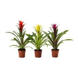 GUZMANIA  Pflanze, Guzmania/versch. Farben