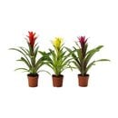 Bild 1 von GUZMANIA  Pflanze, Guzmania/versch. Farben