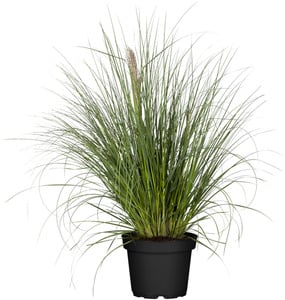 Pampasgras Cortaderia selloana Pumila H 80-120 cm 5 Liter Container