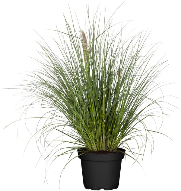 Bild 1 von Pampasgras Cortaderia selloana Pumila H 80-120 cm 5 Liter Container