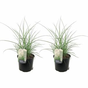 ROOTZ PLANTS XL-Garten-Chinaschilf kleine Silberspinne Topfgröße Ø 23cm 2 Pflanzen