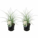 Bild 1 von ROOTZ PLANTS XL-Garten-Chinaschilf kleine Silberspinne Topfgröße Ø 23cm 2 Pflanzen