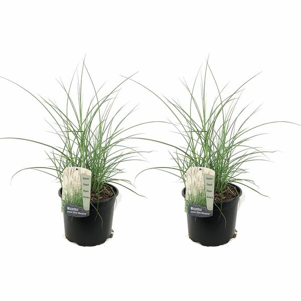 Bild 1 von ROOTZ PLANTS XL-Garten-Chinaschilf kleine Silberspinne Topfgröße Ø 23cm 2 Pflanzen