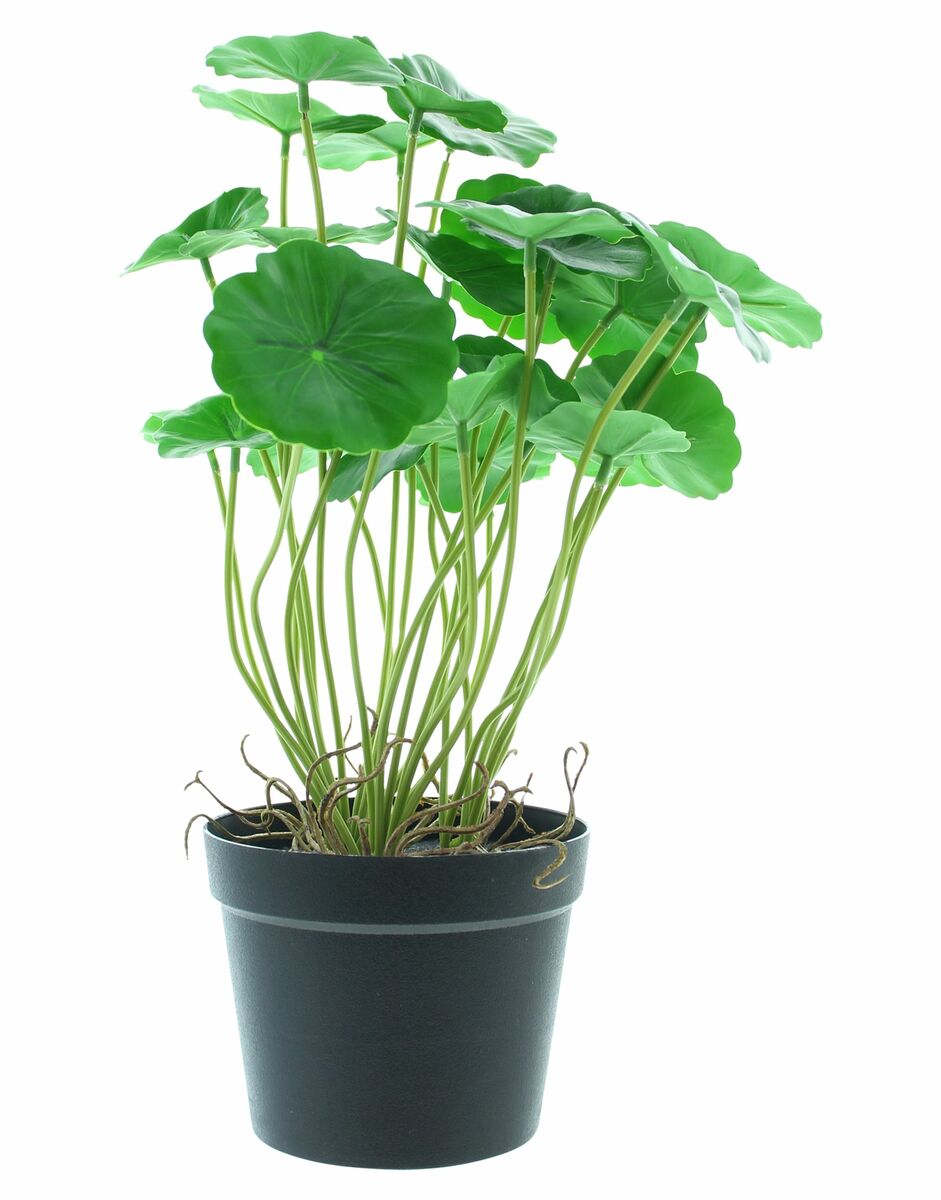 Bild 3 von HomeLiving Kunstpflanze "Aralie", Topfpflanze, Grünpflanze Kunststoff, Deko Pflanze Grün