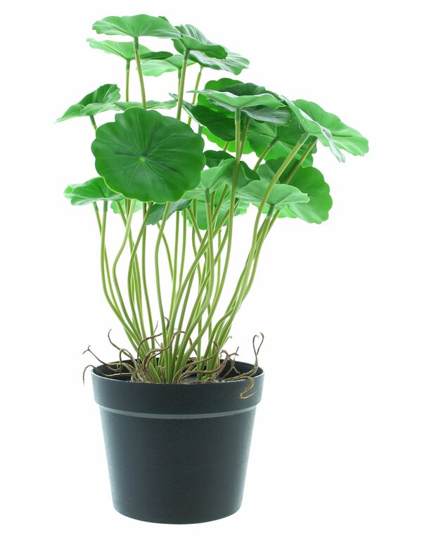 Bild 3 von HomeLiving Kunstpflanze "Aralie", Topfpflanze, Grünpflanze Kunststoff, Deko Pflanze Grün