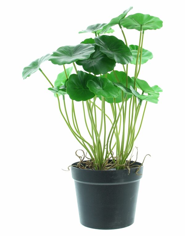 Bild 2 von HomeLiving Kunstpflanze "Aralie", Topfpflanze, Grünpflanze Kunststoff, Deko Pflanze Grün