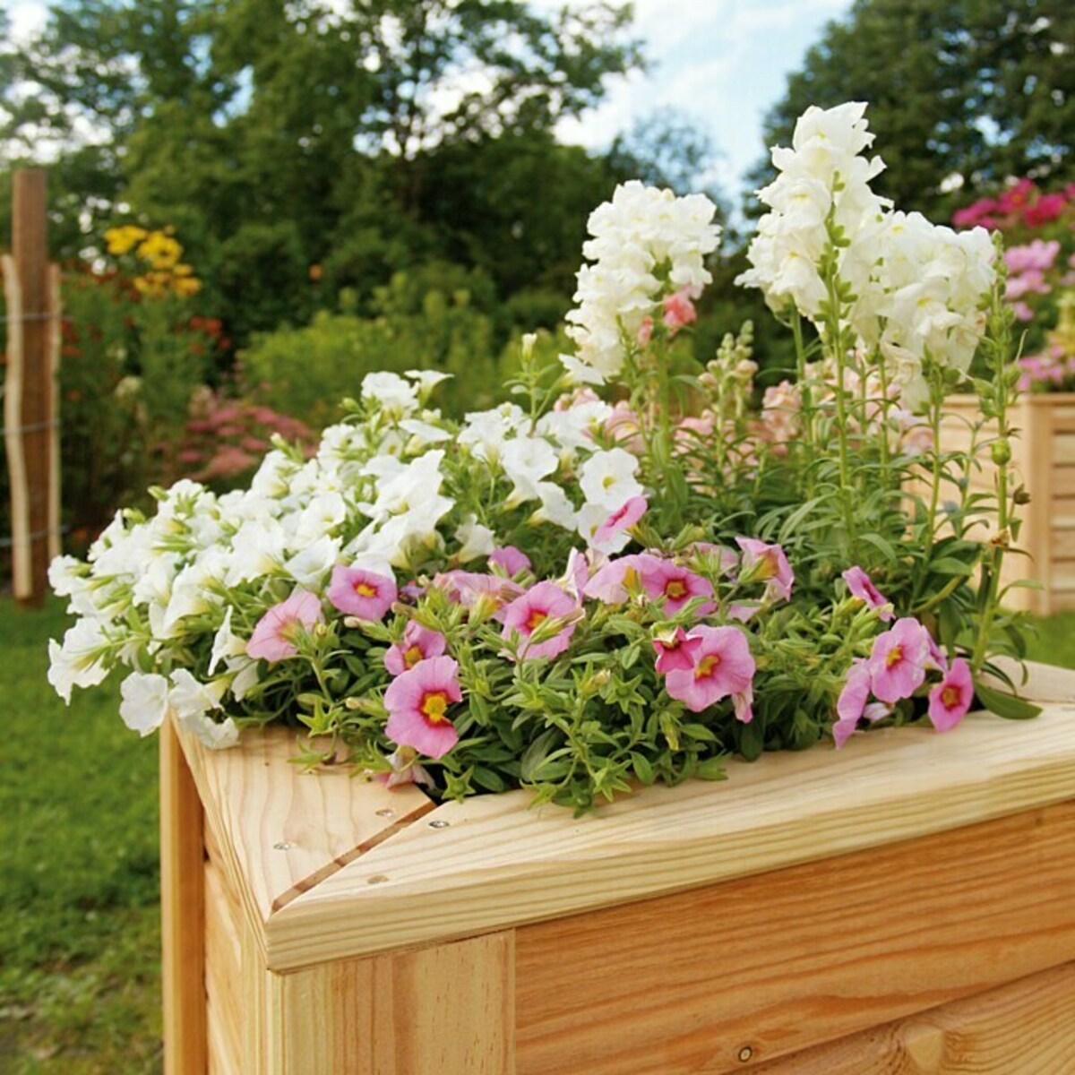 Bild 3 von Hochbeet Rhombus