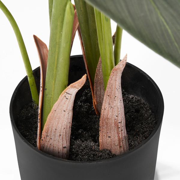 Bild 4 von Dekopflanze Baum-Strelitzie im Topf 130 cm