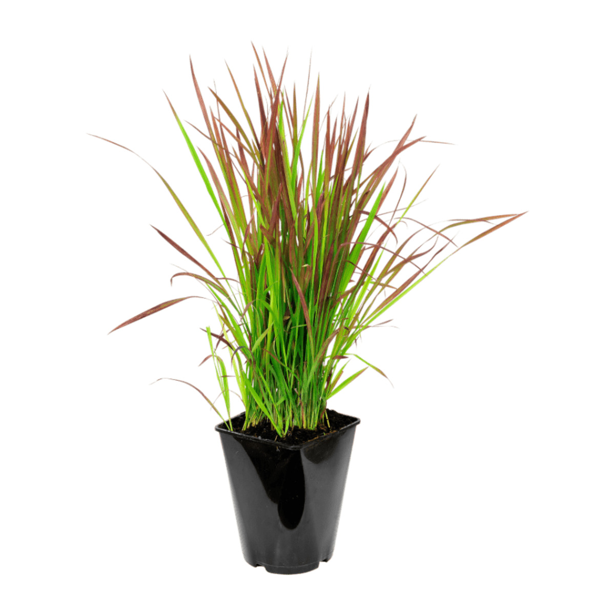 GARDENLINE Winterhartes Ziergras von ALDI Nord ansehen!